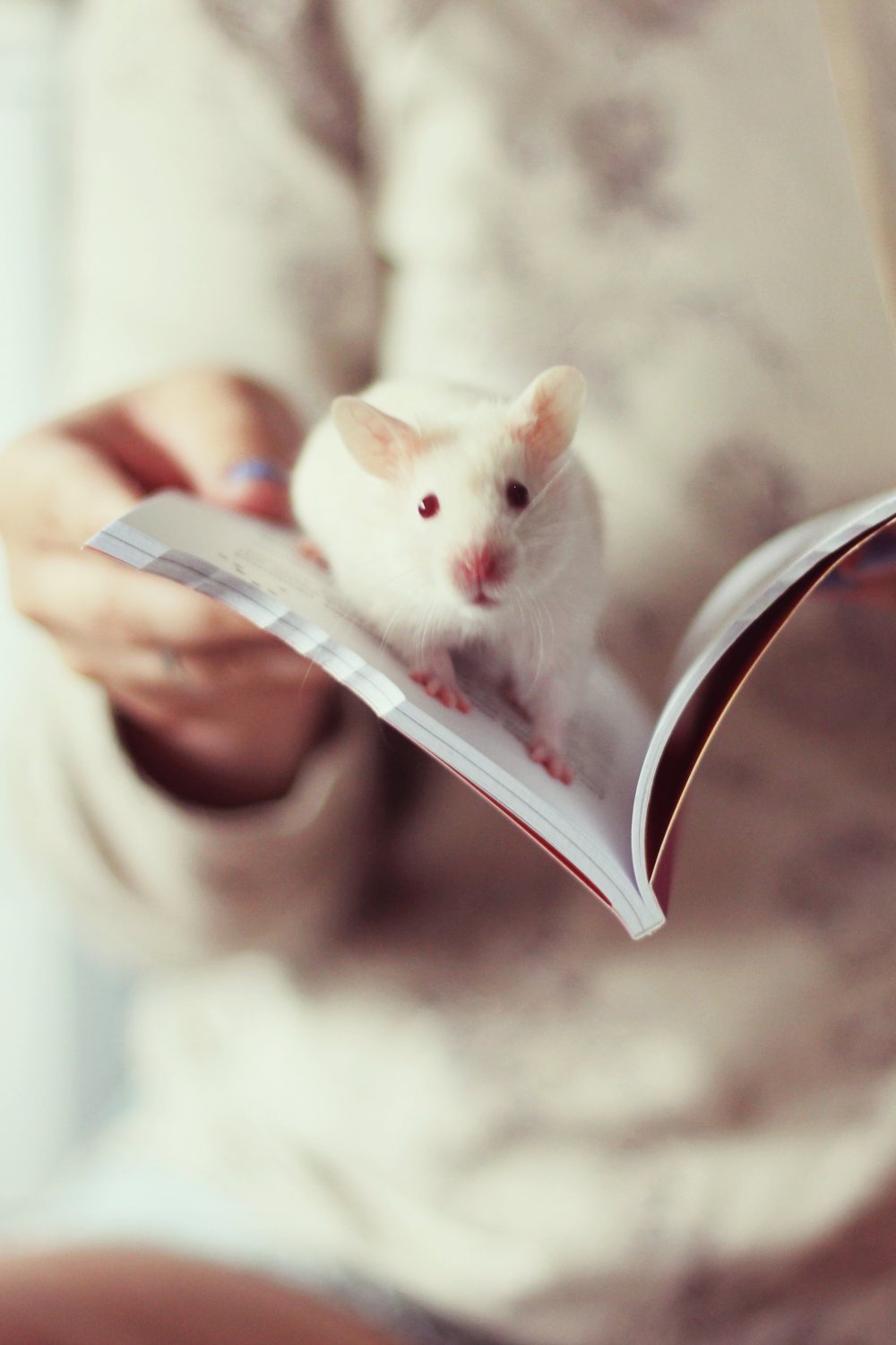 Хомяк на розовом фоне