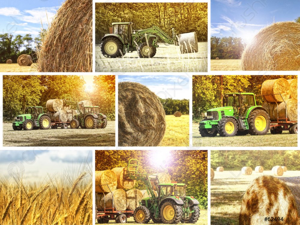 Сельское хозяйство пшеница