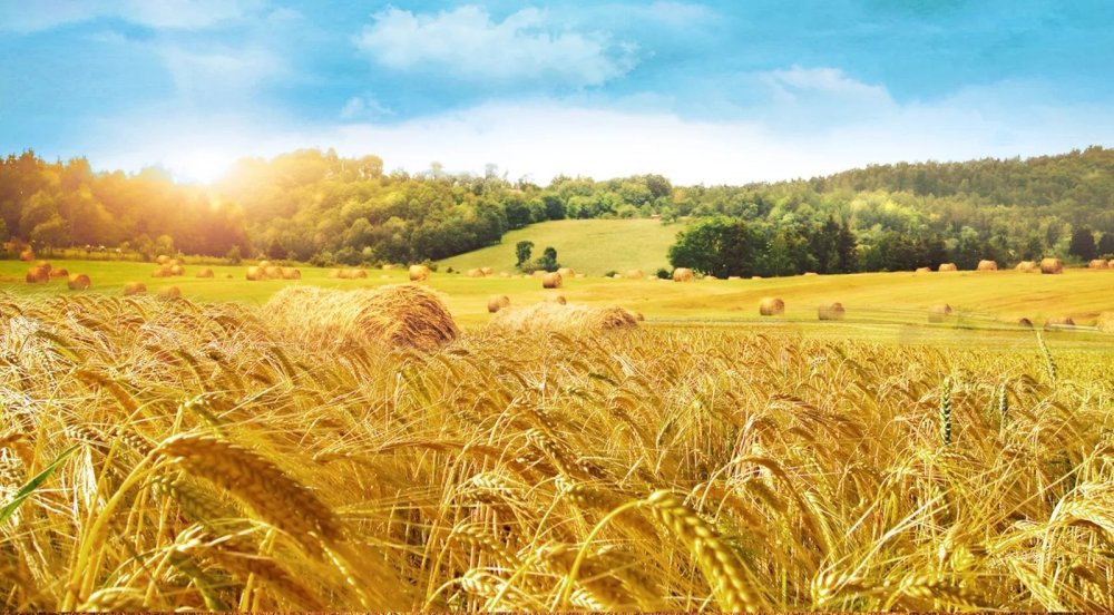 Пшеница фон