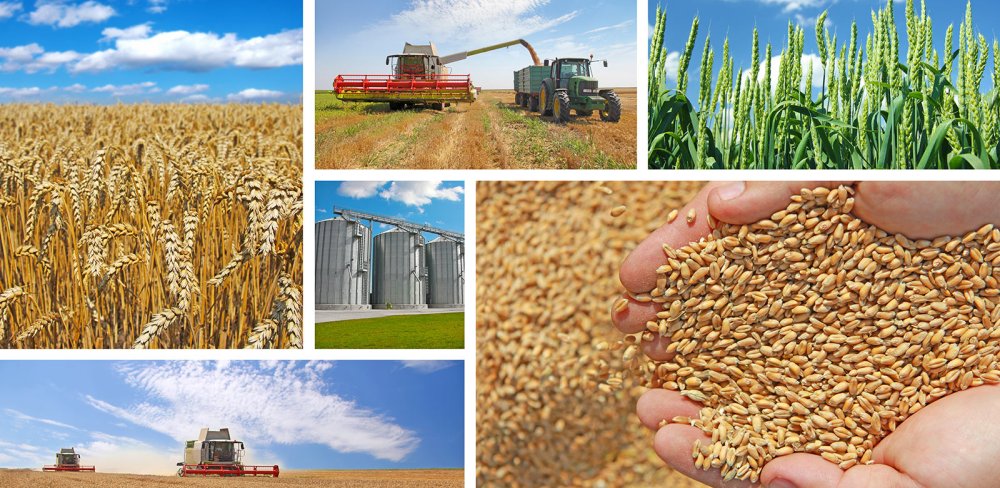 Арпа бугдой