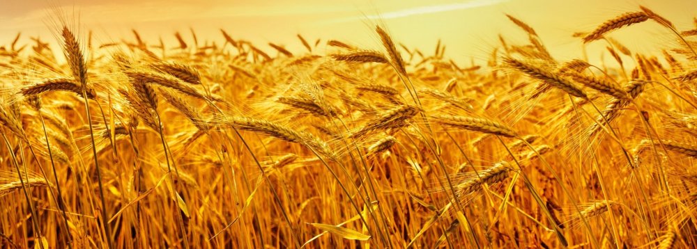 Переславль Залесский поле пшеницы