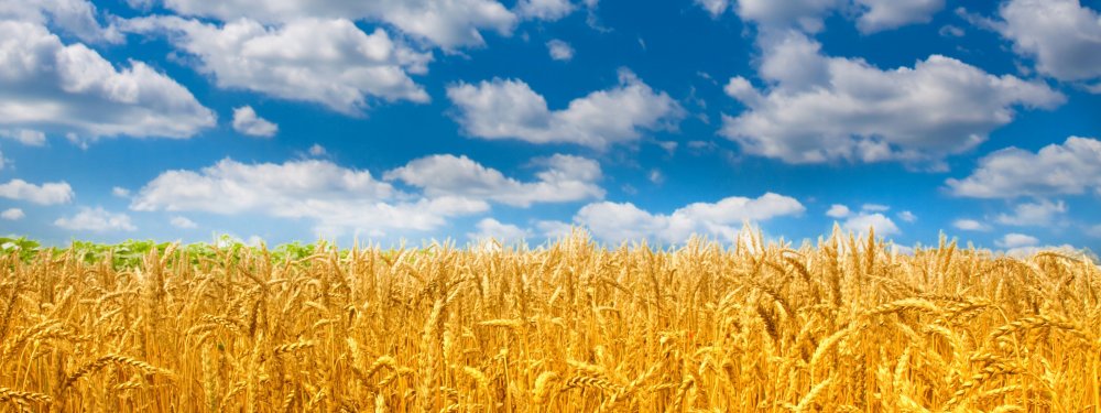 Сельское хозяйство коллаж