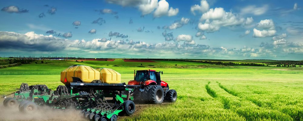 Колосья пшеницы