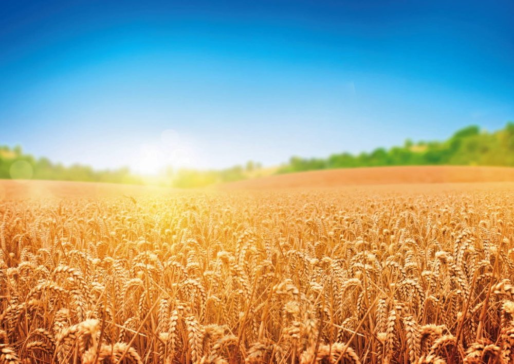 Сельское хозяйство пшеница