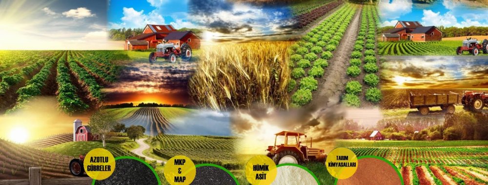 Поле пшеницы и трактор