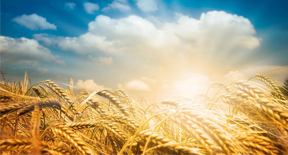 Коллаж пшеница