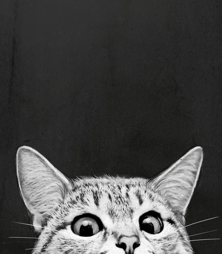 Кот выглядывает