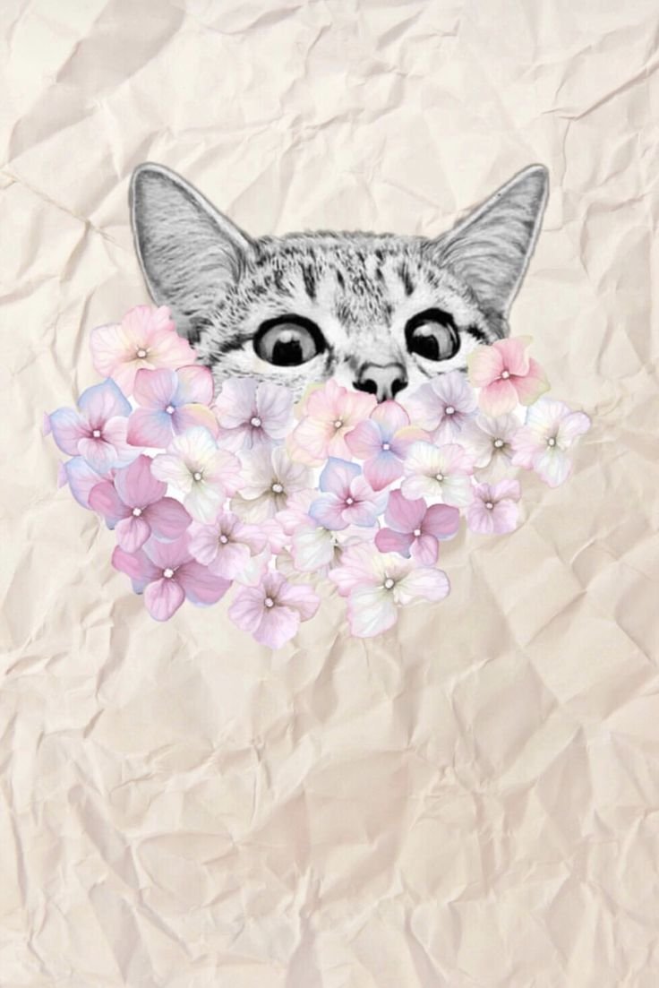 Обложка для актуальных с котом