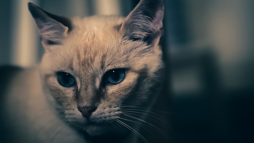 2048 X 1152 кошка