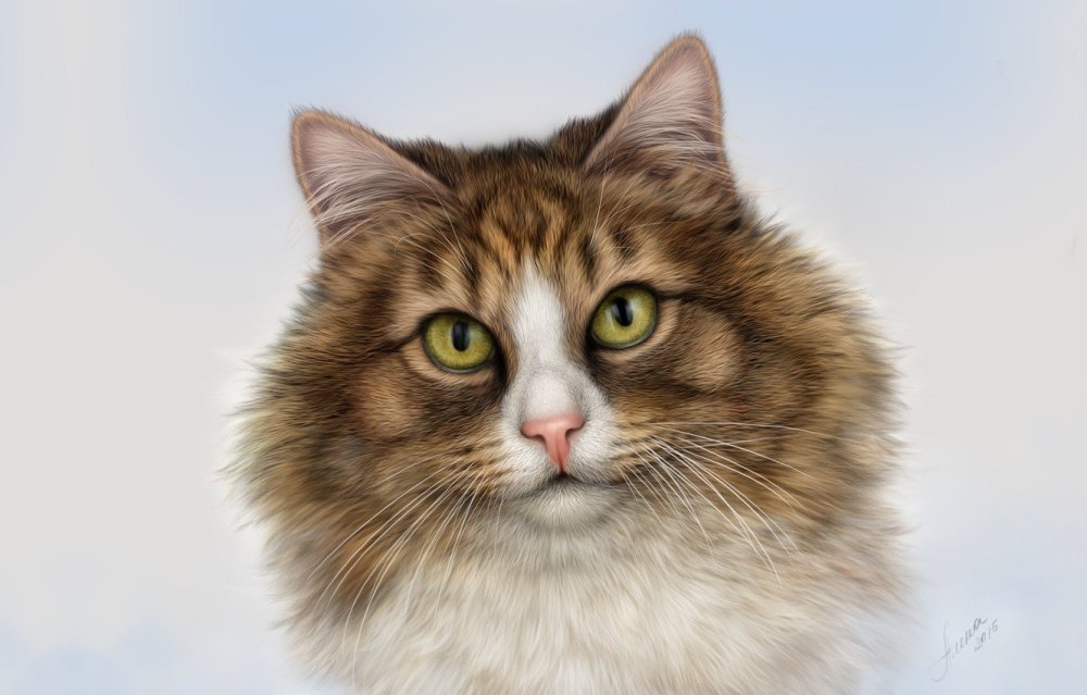 Фотопортрет кота