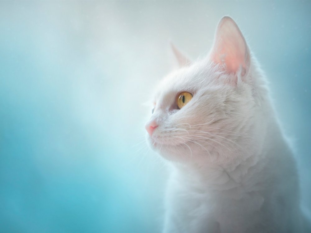 Кот Минимализм