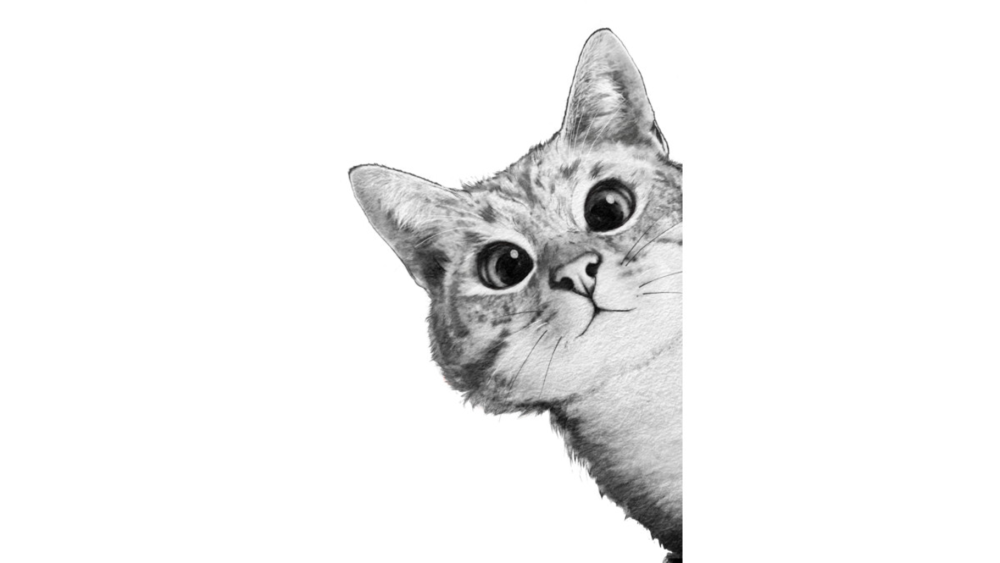 Котенок выглядывает