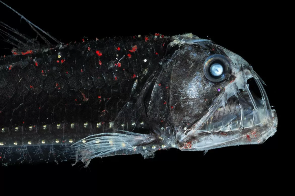 Рыба гадюка