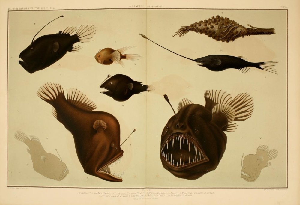 Меланоцет Джонсона рыба