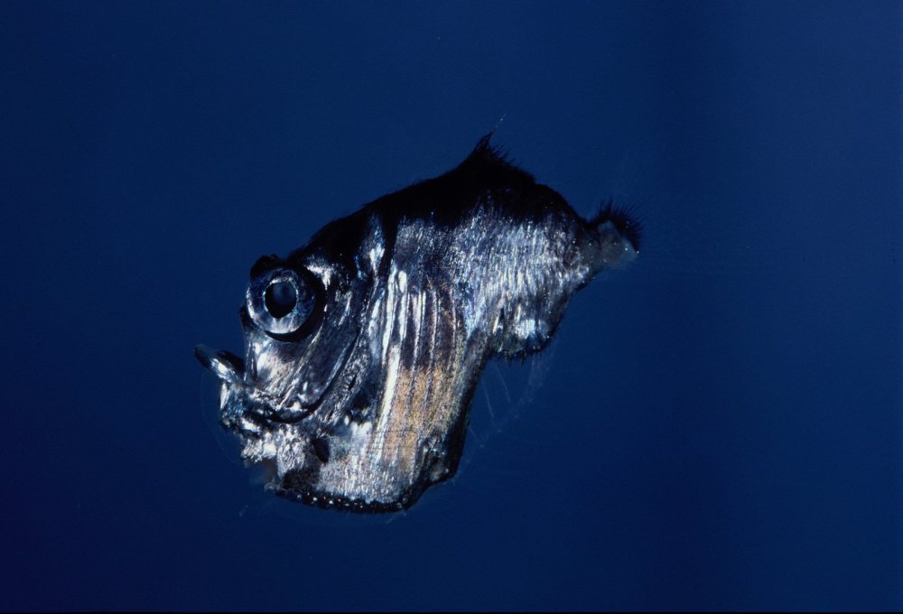 Hatchetfish рыба