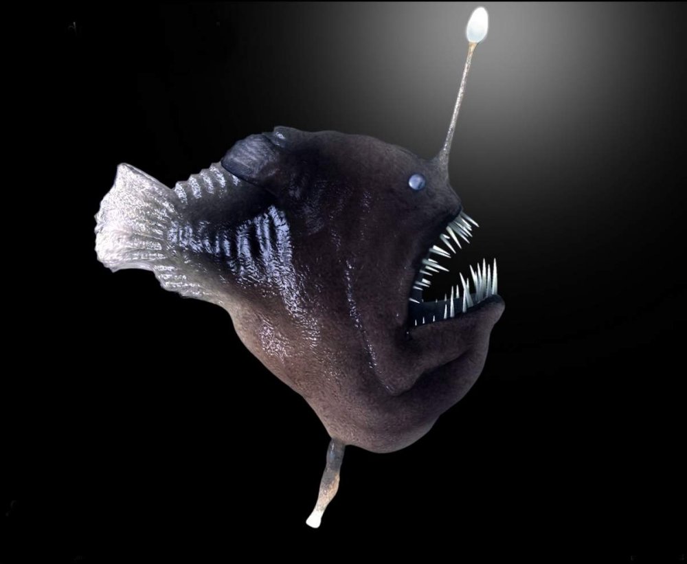 Рыба удильщик