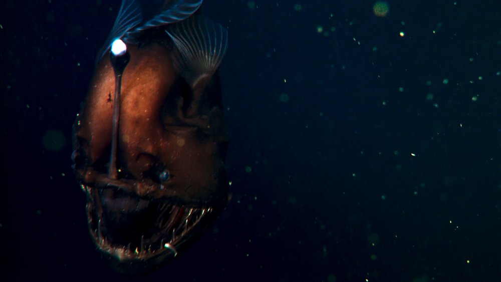 Тихий океан обитатели Марианской впадины