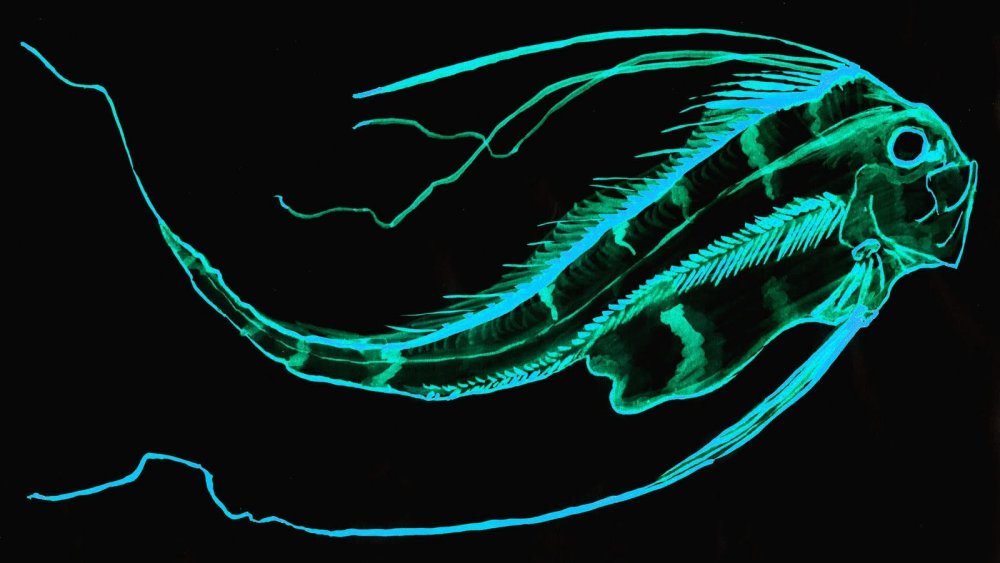 Рыба черт биолюминесценция