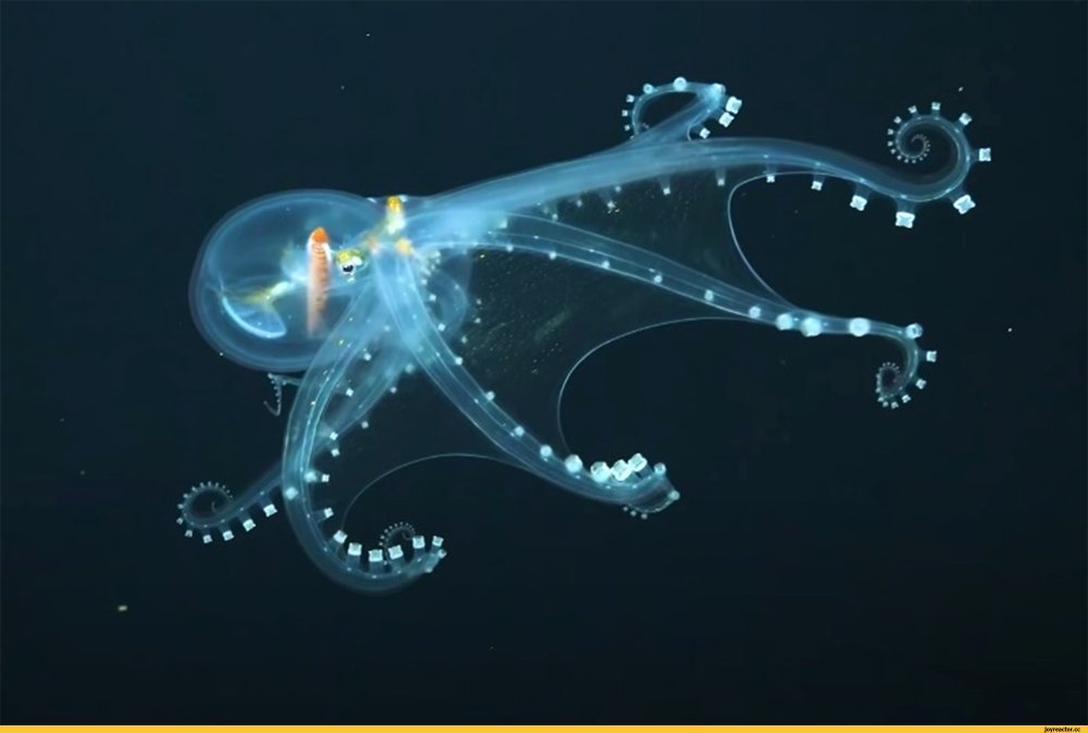 Осьминог Vitreledonella