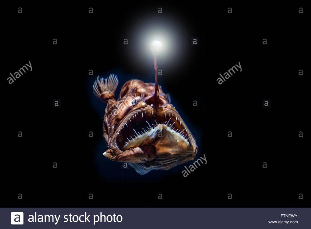 Чудовищные обитатели глубин океана