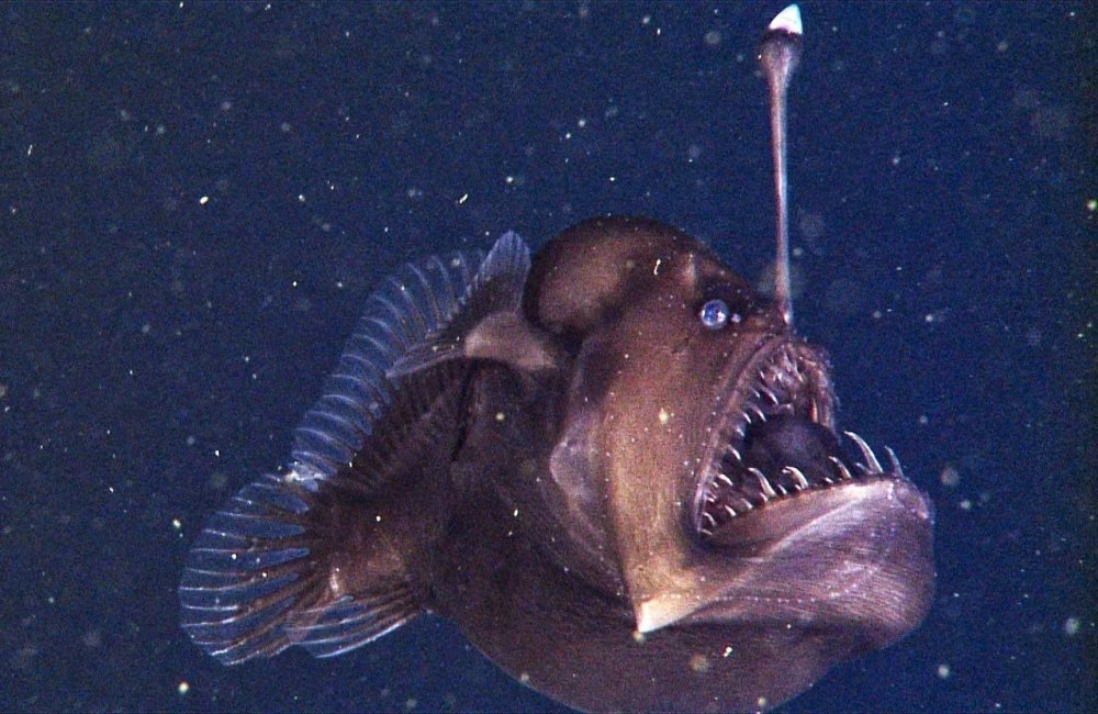 Морской черт удильщик