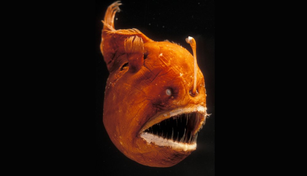 Американский удильщик