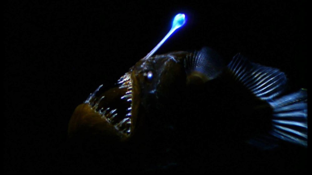 Рыба удильщик Немо