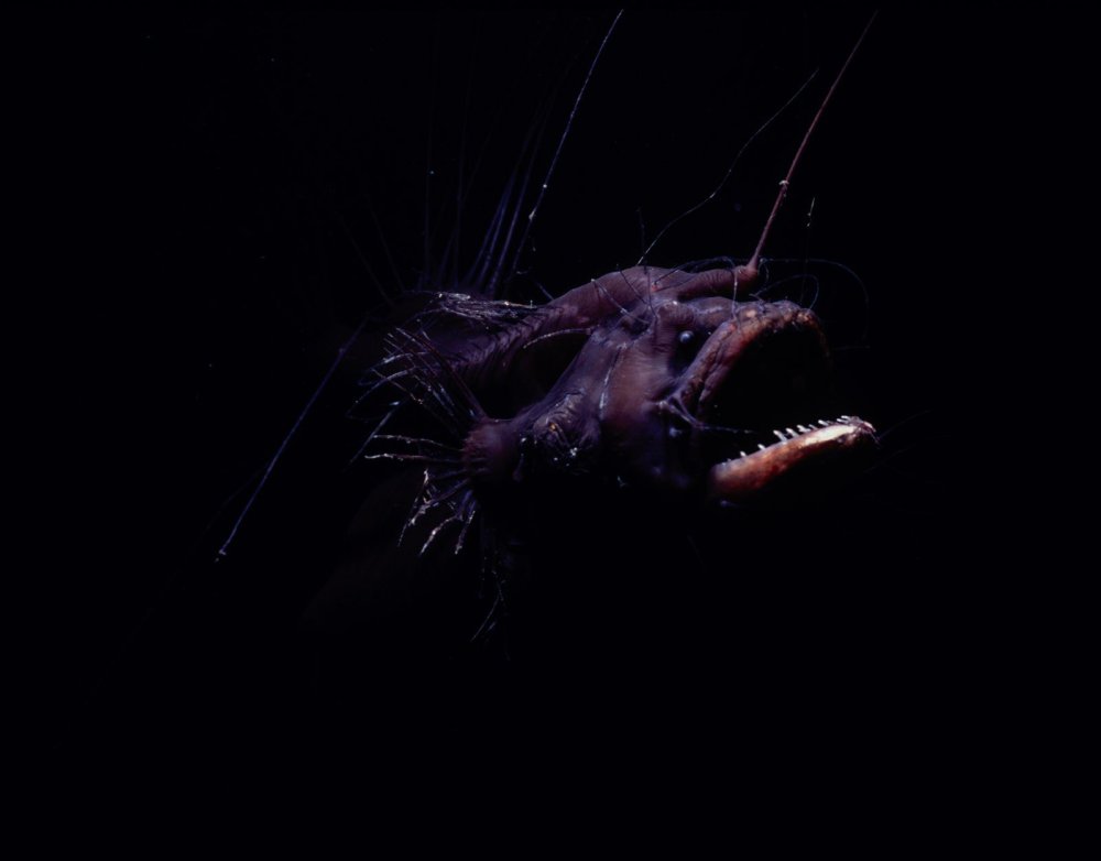 Рыба удильщик охотится