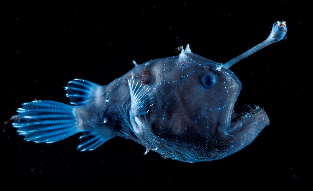 Биолюминесценция морской черт