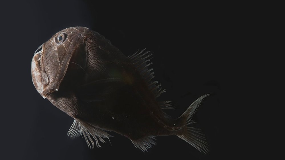 Длиннорогий Саблезуб