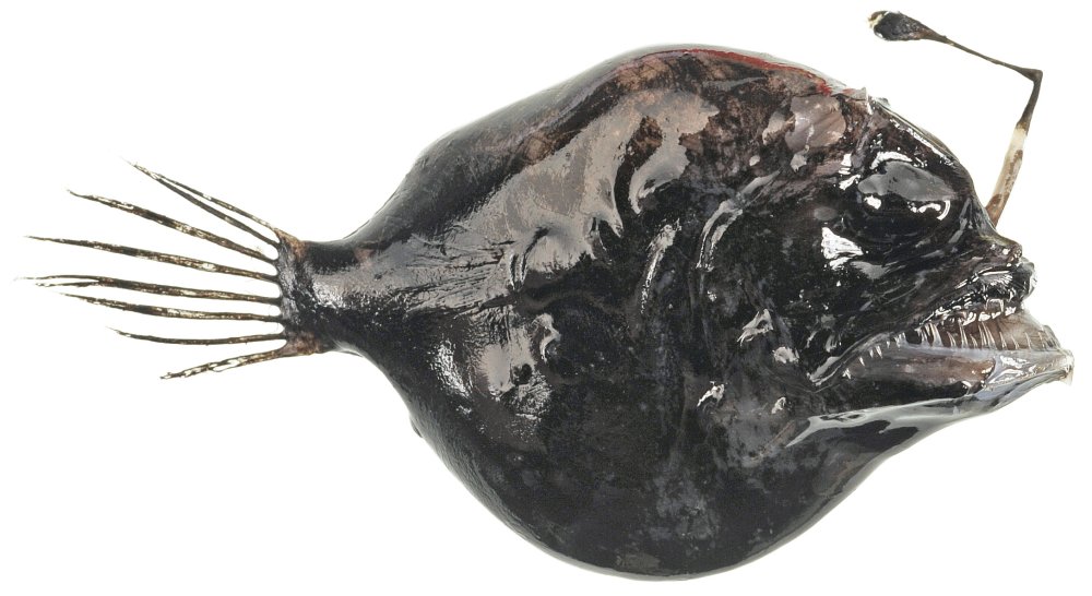 Глубоководные рыбы океана необычные