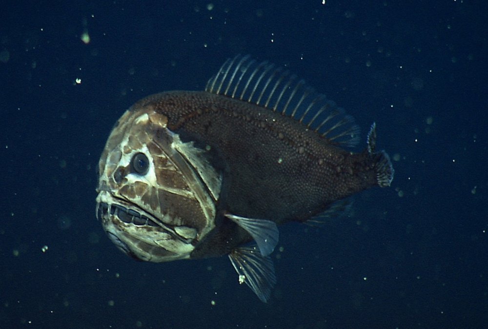 Длиннорогий Саблезуб малек