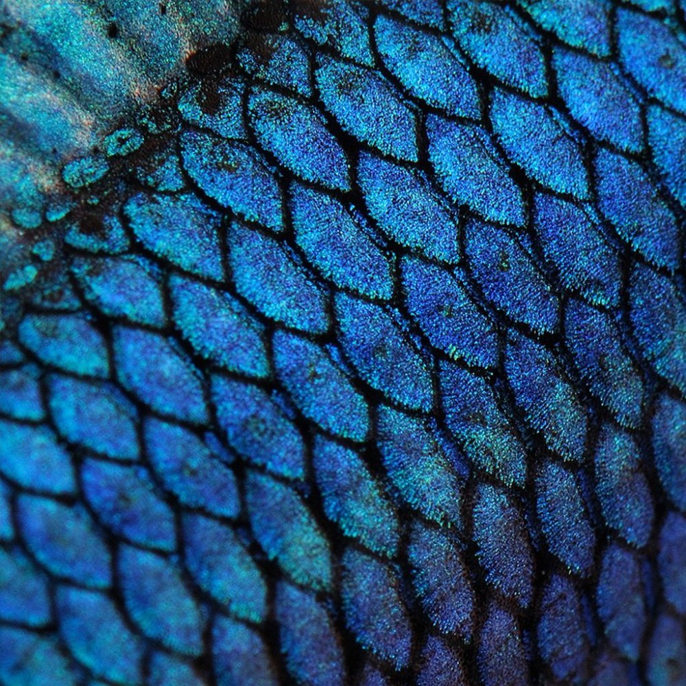 Змеиная чешуя питон