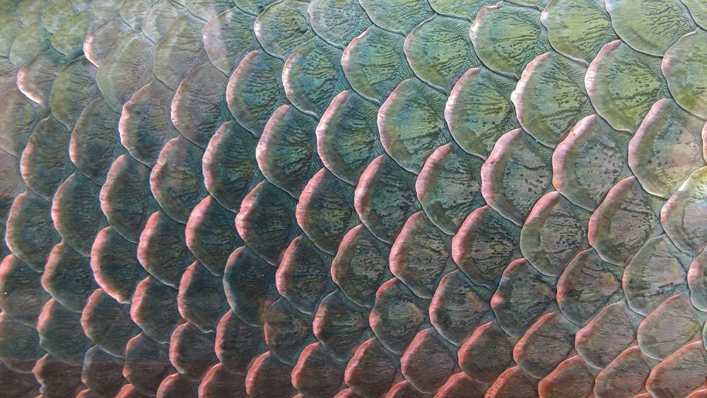 Кожа змеи текстура