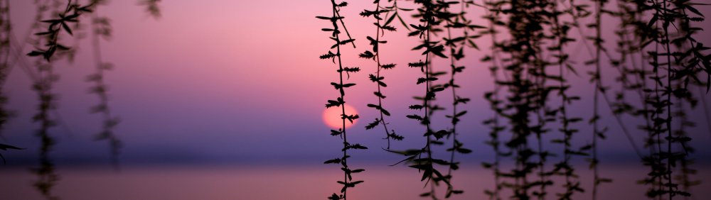 Красивые цветы