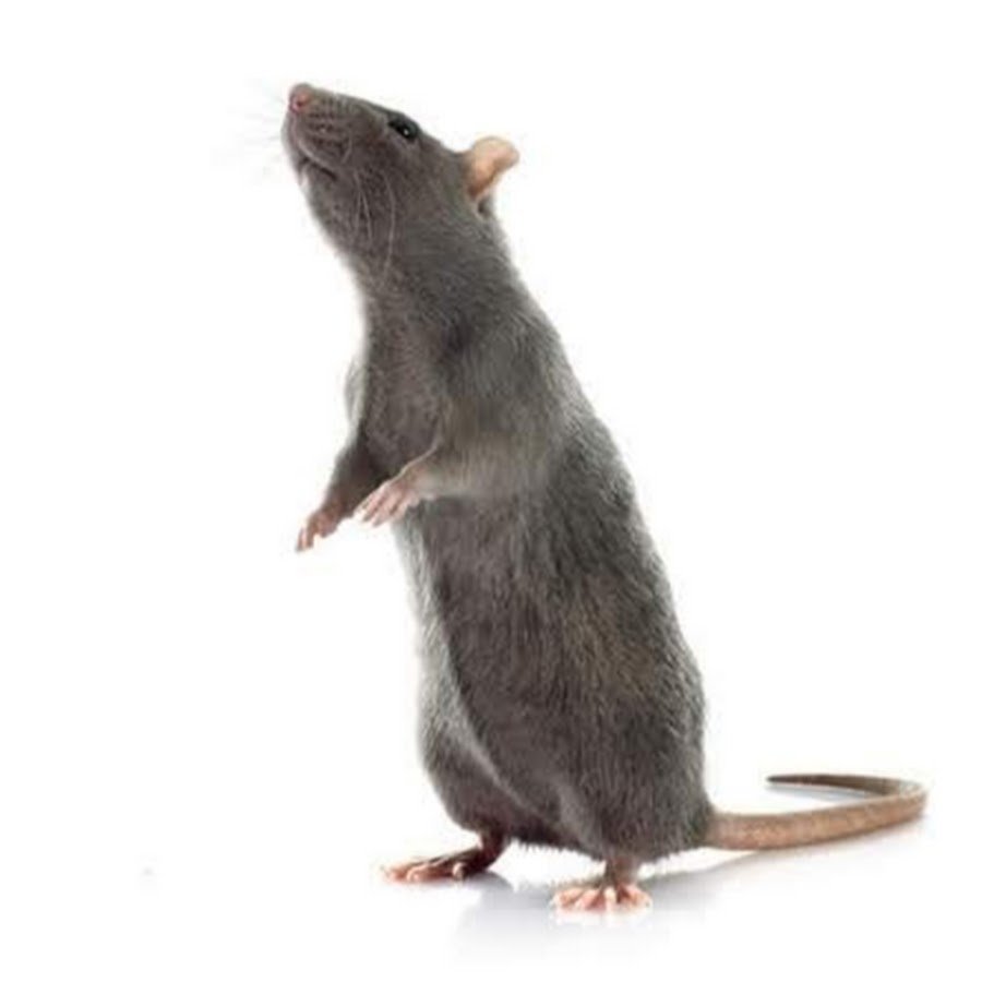 Мышка стоящая на задних лапах