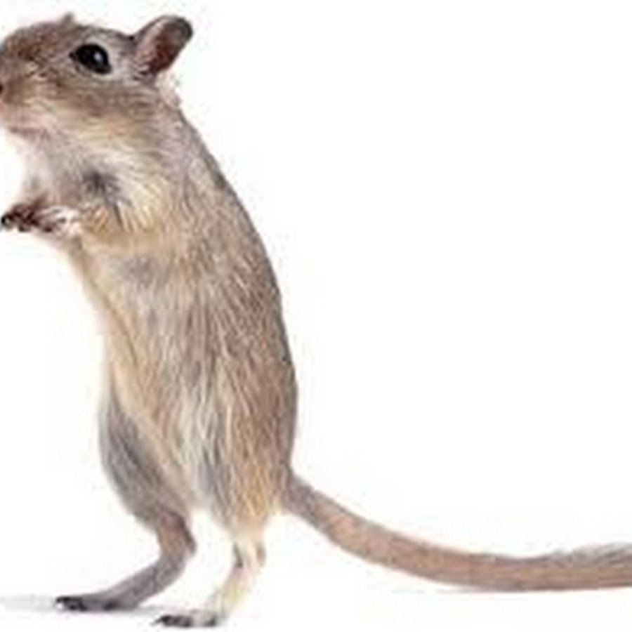 Белая крыса