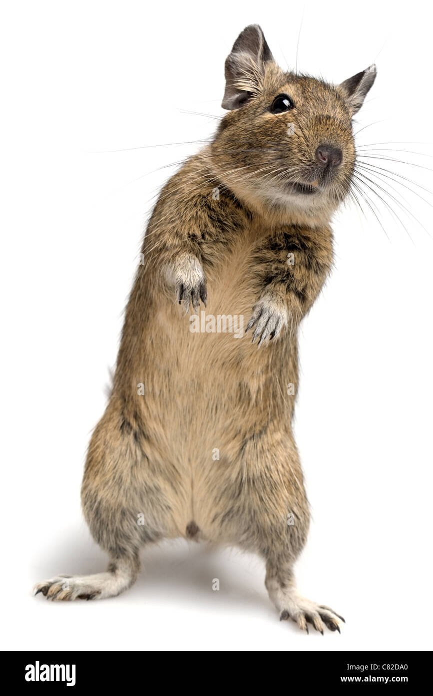 Декоративная крыса стоящая на задних лапах