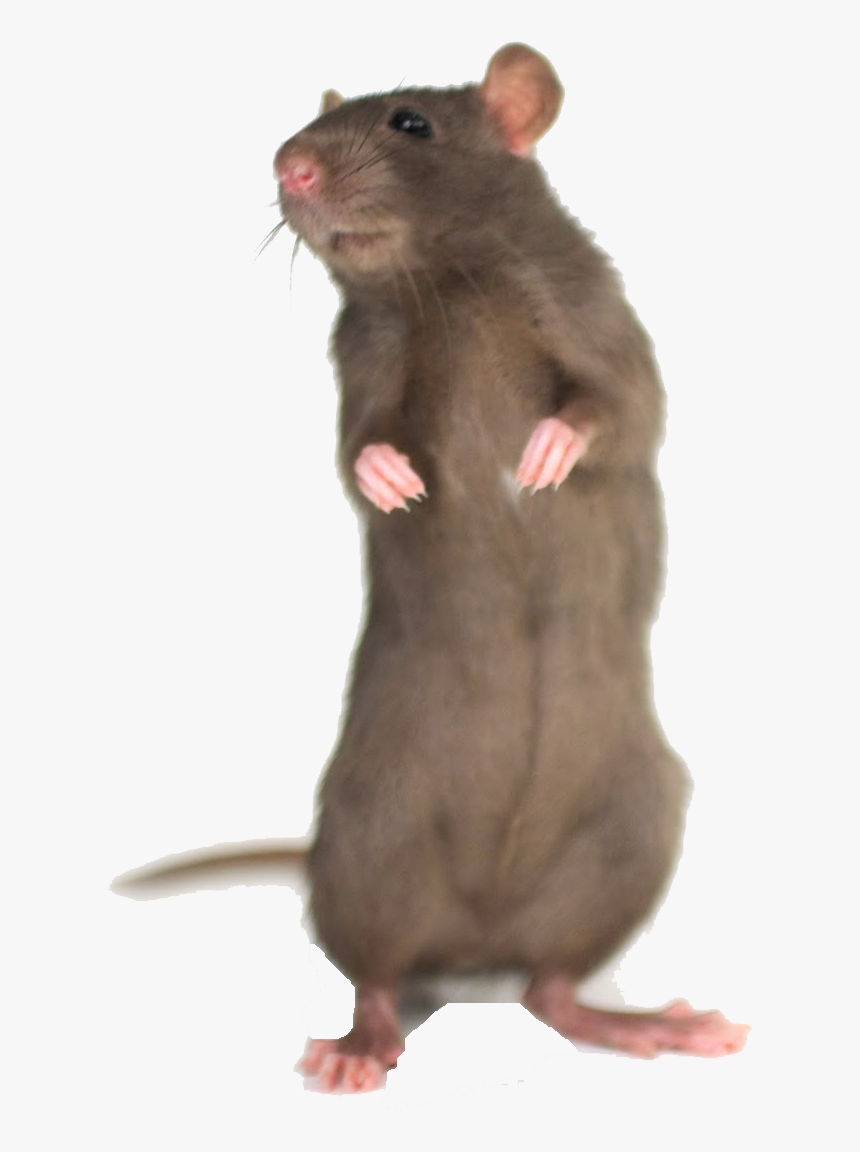 Силуэт крысиной лапы