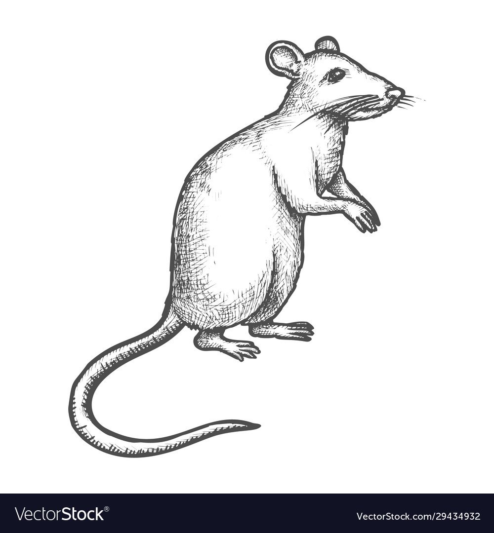 Мышь на задних лапах рисунок