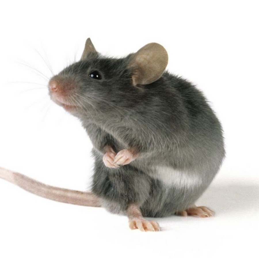 Дегу без фона