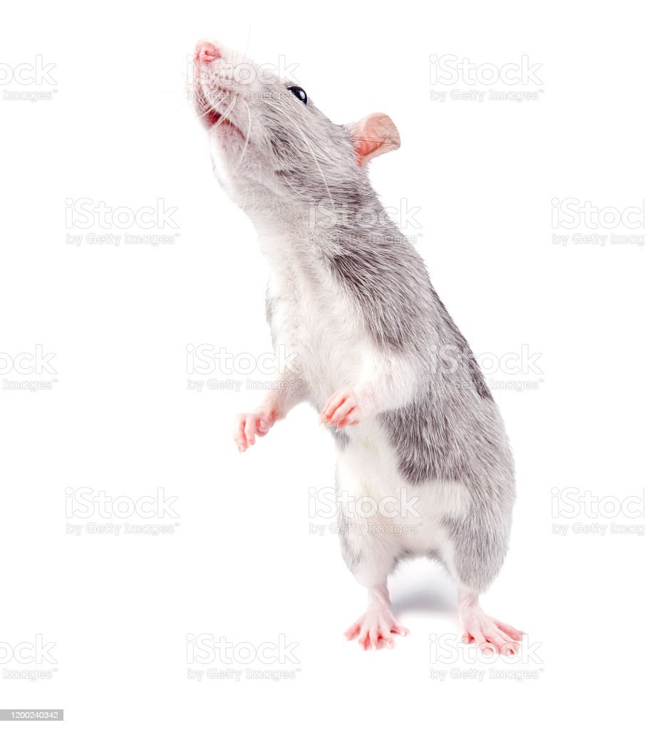 Крыса 3d модель