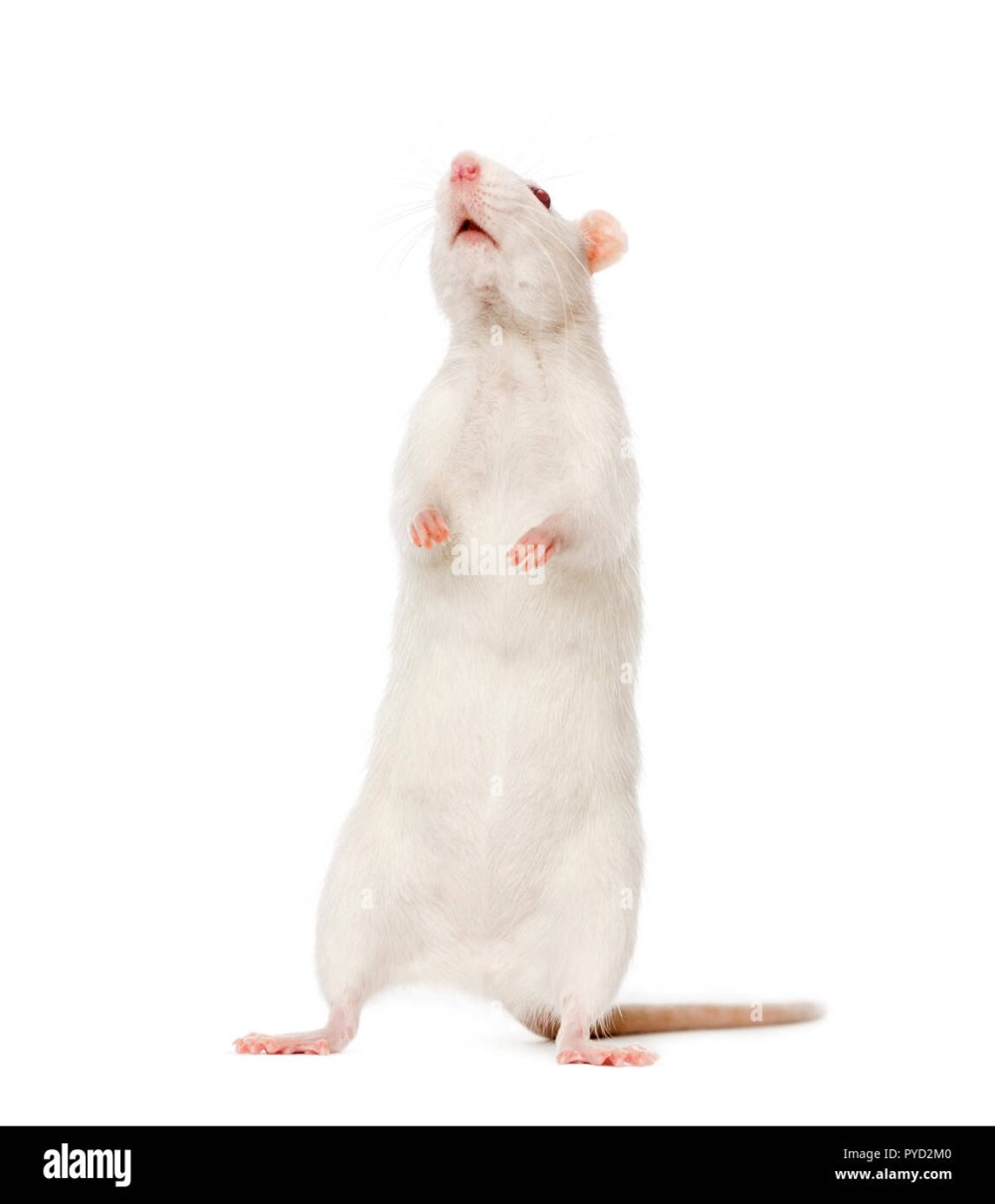 Белая крыса на задних лапах