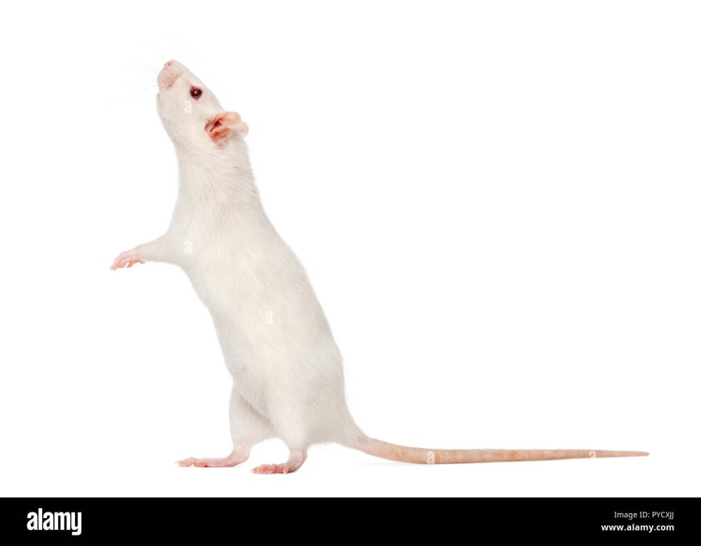 Крыса сбоку