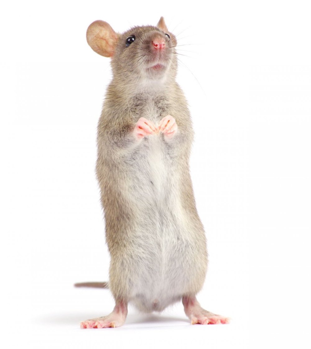 Домовая мышь без фона