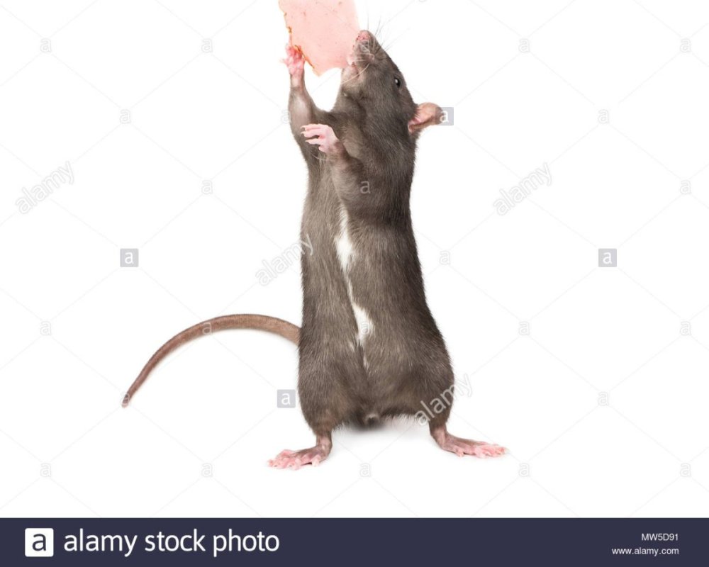 Мышка на задних лапах