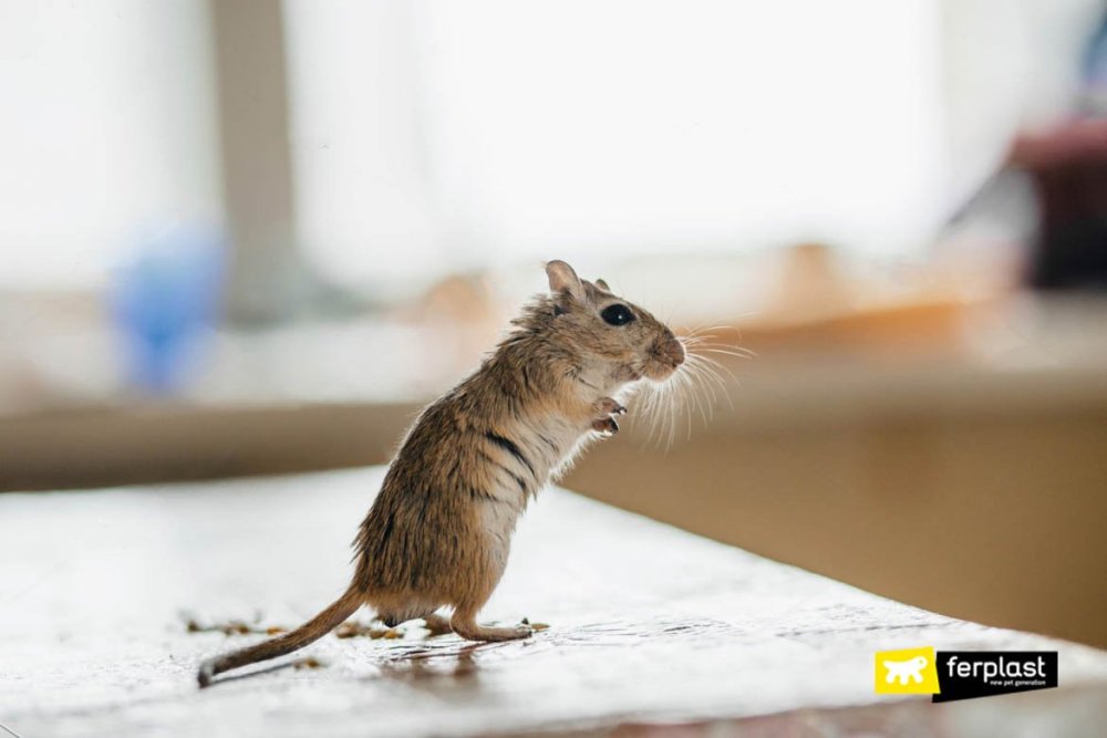 Мышь Полевая стоящая на задних лапах