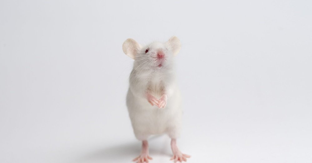 Крыски подружки