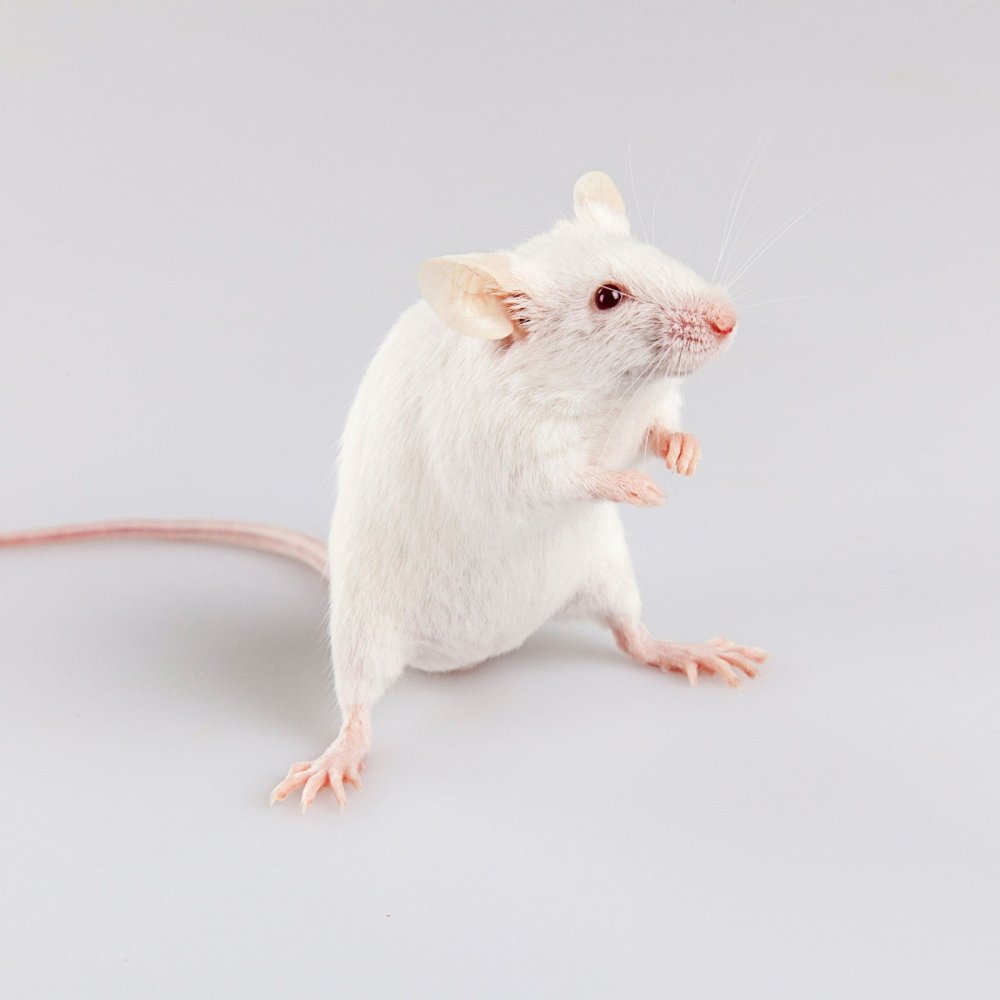 Крыса сверху