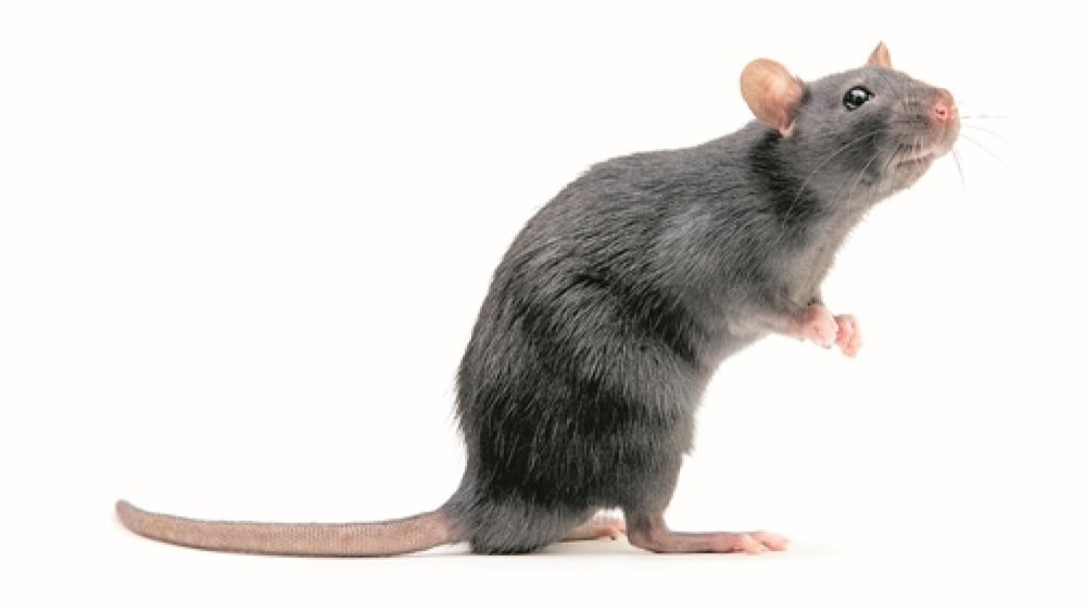 Туловище мышки